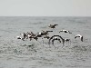 Eider, foto © Mattias Lilja