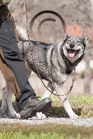 Lydig hund, foto © Mattias Lilja